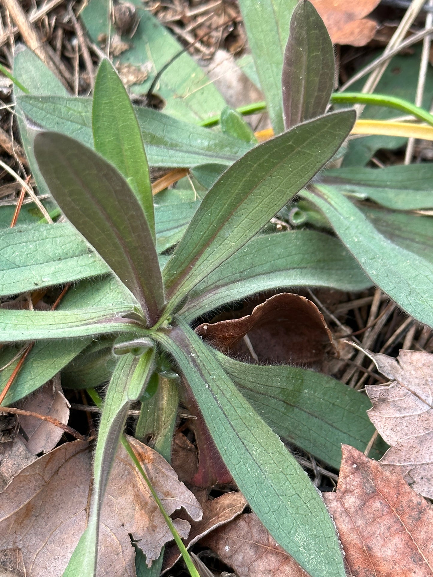 Symphyotrichum concolor - Eastern silver aster