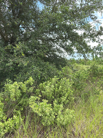 Garberia heterophylla - Garberia