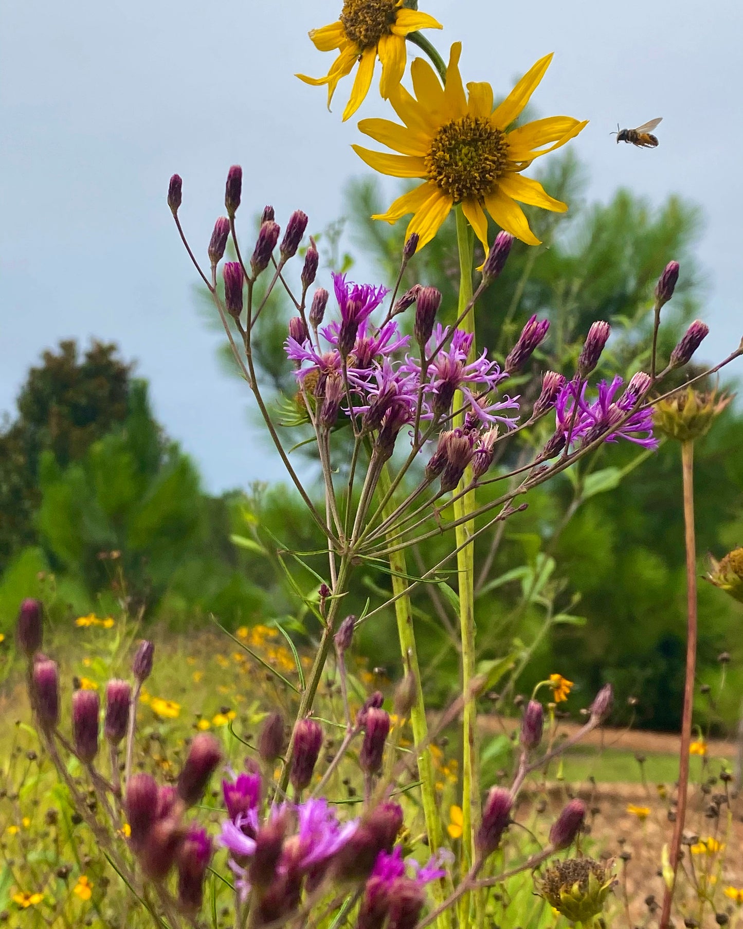 Helianthus carnosus - Flatwoods sunflower