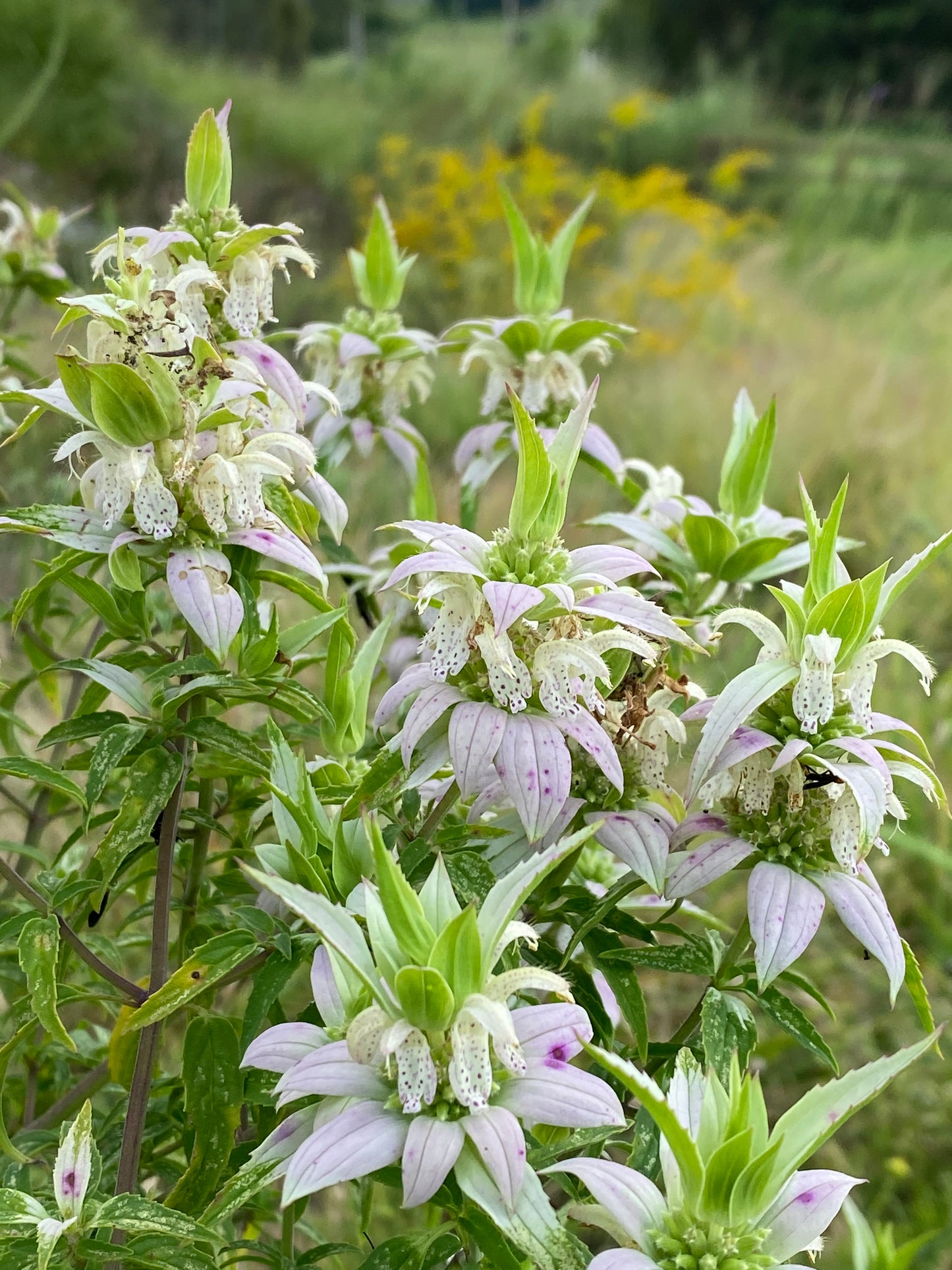 Monarda punctata - Spotted beebalm