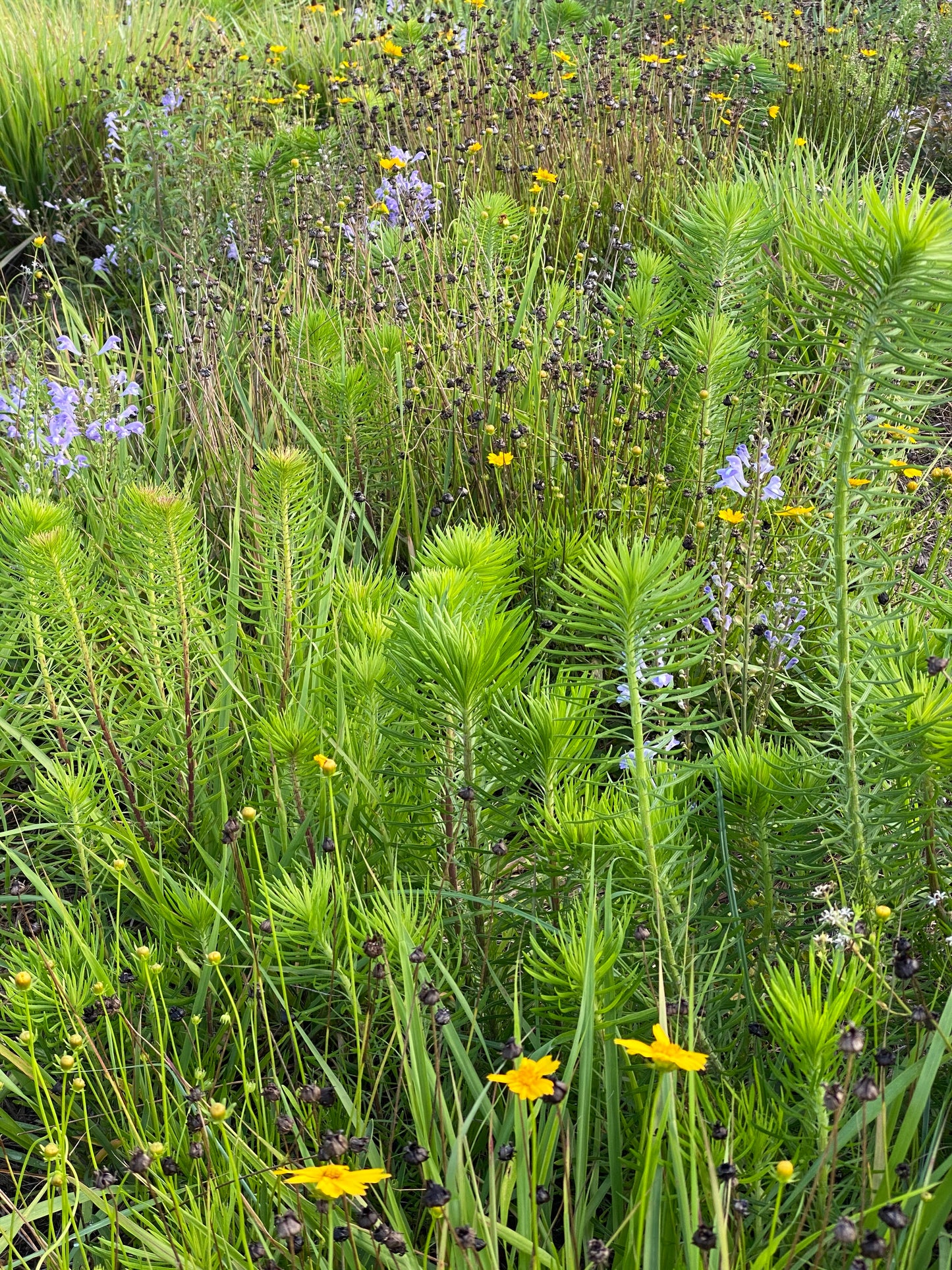 Liatris gracilis - Graceful blazing star