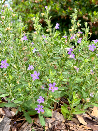 Dyschoriste oblongifolia - Twinflower