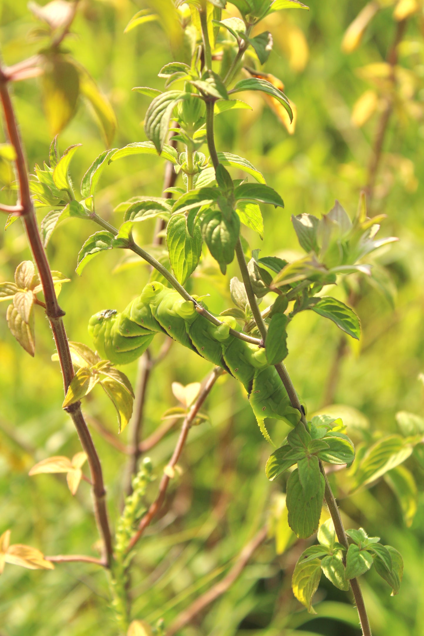 Monarda punctata - Spotted beebalm