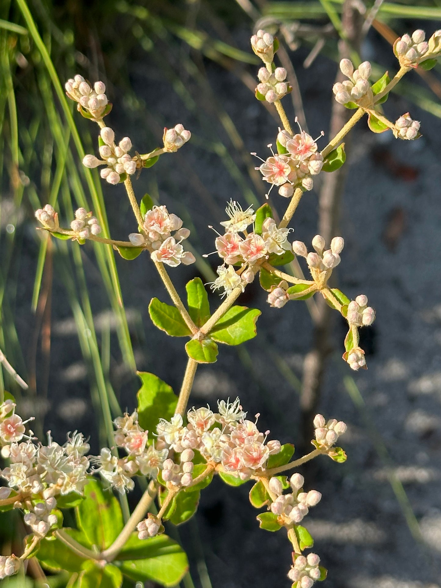 Eriogonum tomentosum - Wild buckwheat