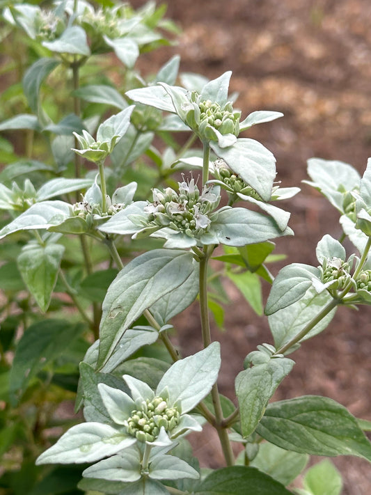 Pycnanthemum floridanum - Florida mountainmint