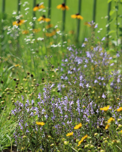 Scutellaria arenicola - Florida scrub skullcap