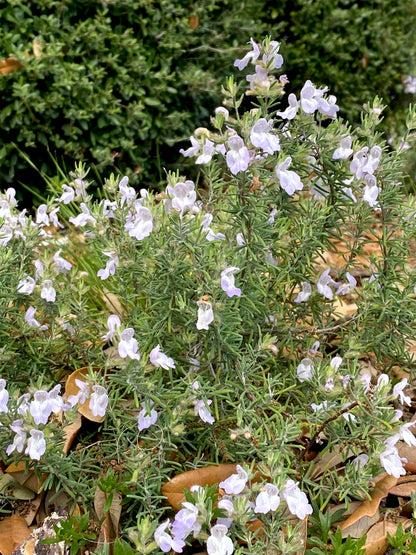 Conradina canescens - Wild rosemary