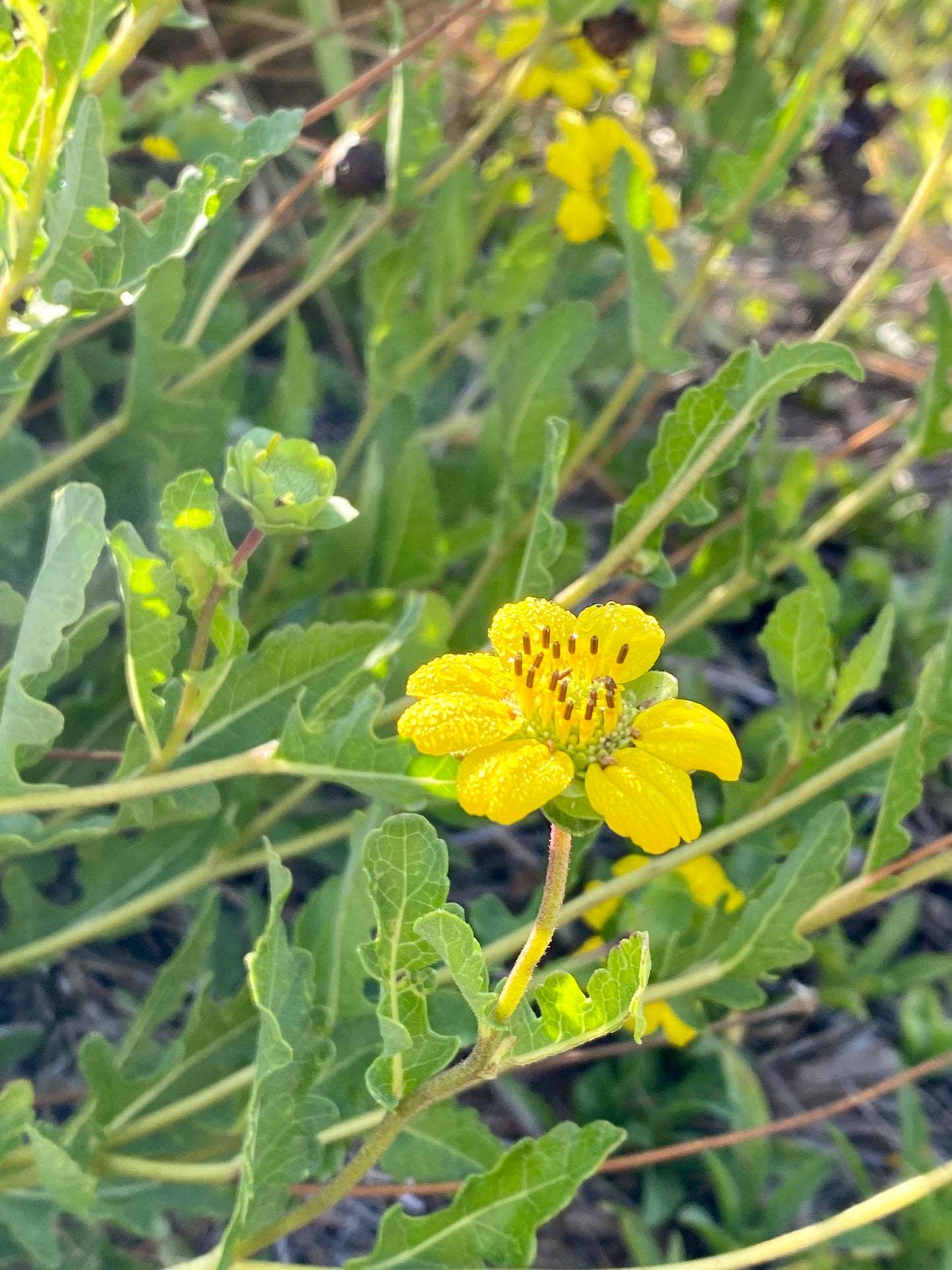 Berlandiera subacaulis - Florida green eyes