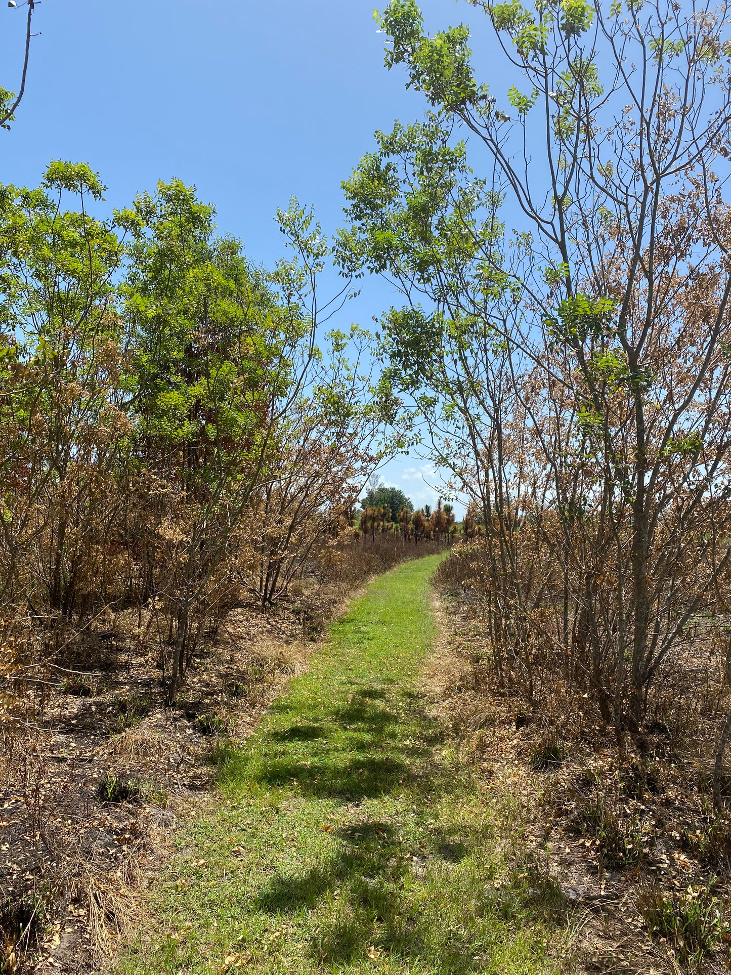 Zanthoxylum clava-herculis - Hercules Club