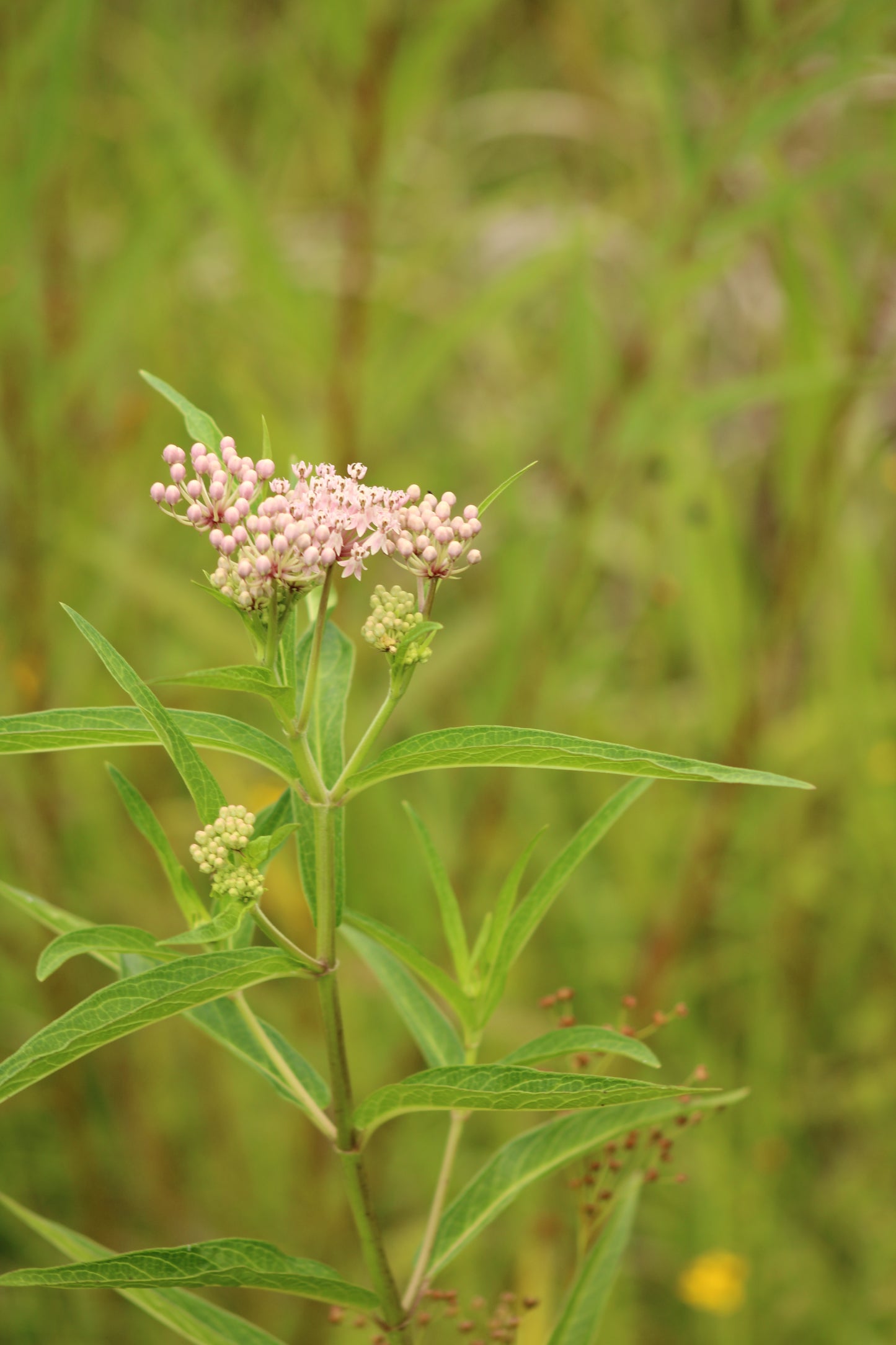 Asclepias incarnata - Pink milkweed