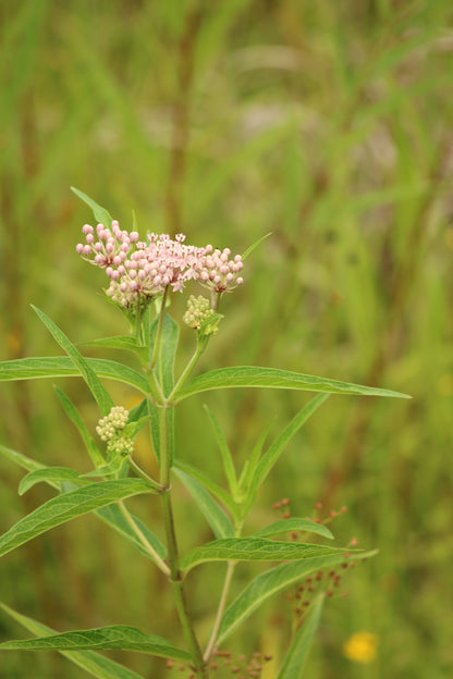 Asclepias incarnata - Pink milkweed