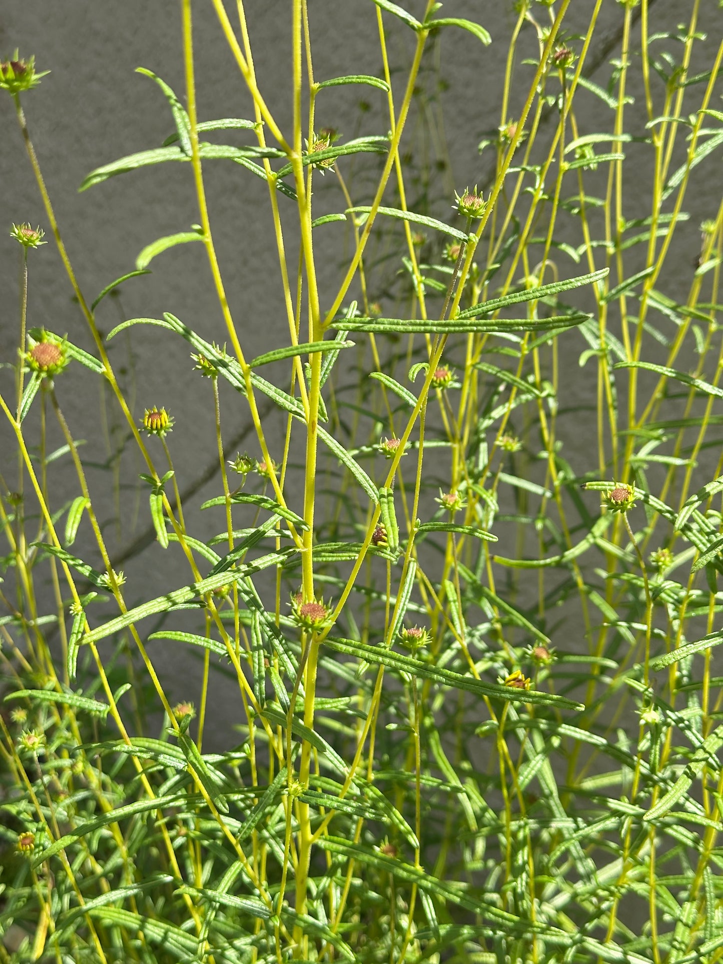 Helianthus angustifolius - Narrowleaf sunflower