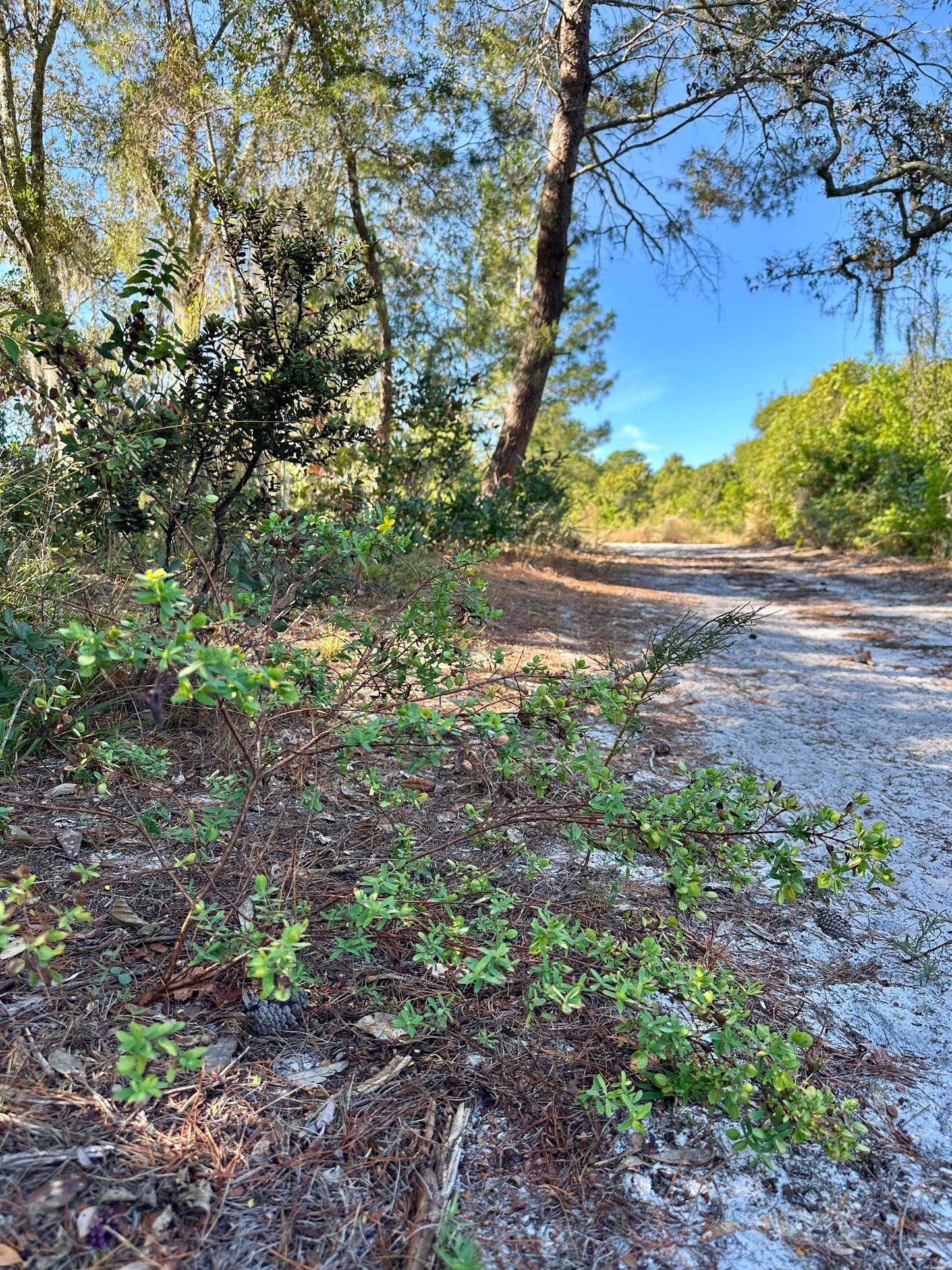 Hypericum hypericoides - St. Andrew’s Cross
