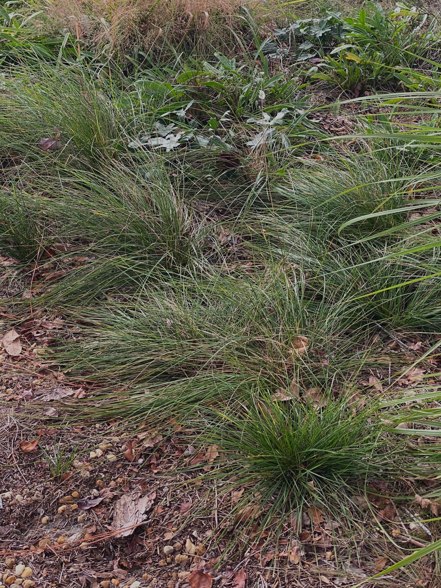 Piptochaetium avenaceum - Black seeded needle grass