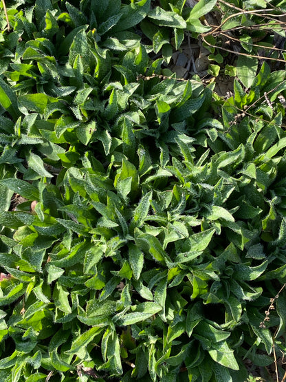 Chrysopsis mariana - Maryland goldenaster