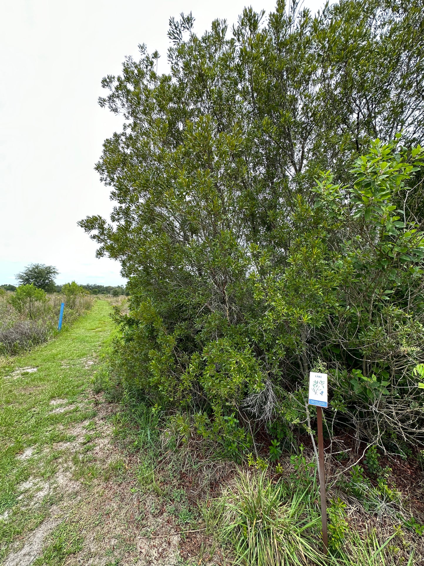 Myrica cerifera - Wax Myrtle