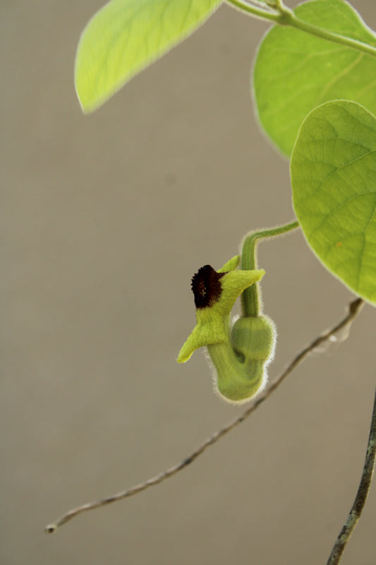 Aristolochia tomentosa - Wolly Dutchman's Pipe