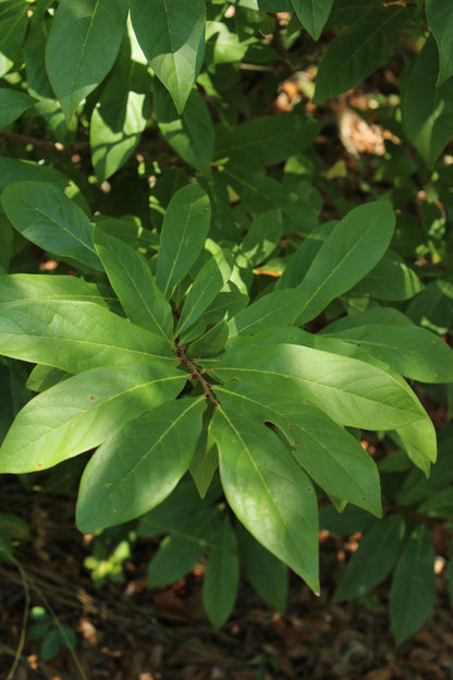 Asimina parviflora - Smallflower pawpaw