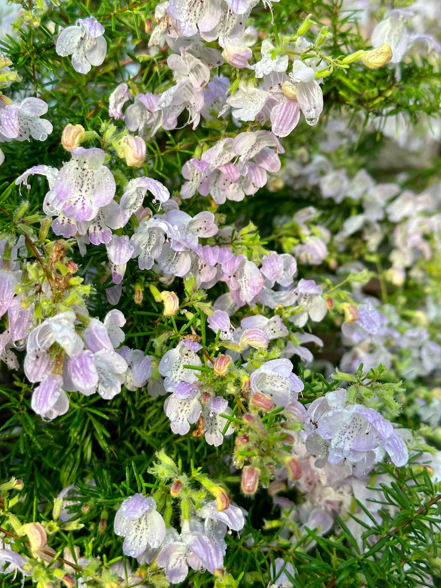 Conradina grandiflora - Large flower false rosemary
