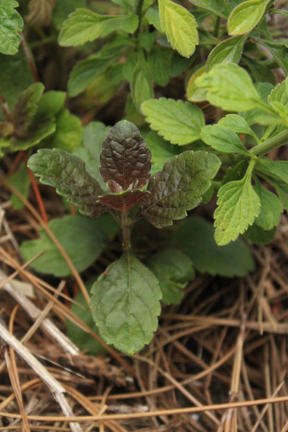 Scutellaria arenicola - Florida scrub skullcap