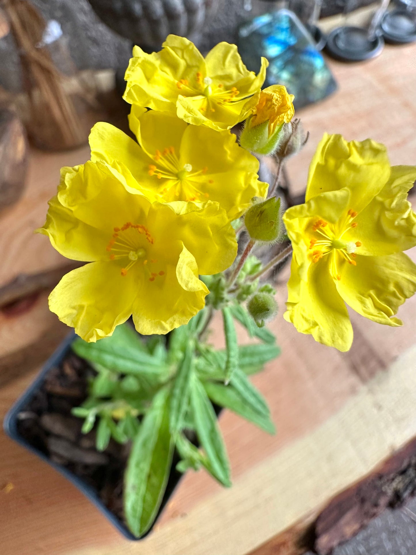 Crocanthemum corymbosum - Pinebarren frostweed