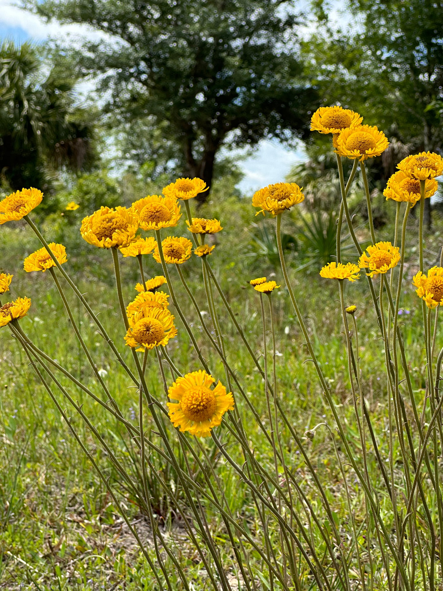 Helenium pinnatifidum - Southeastern
 sneezeweed