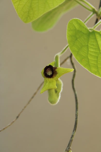 Aristolochia tomentosa - Wolly Dutchman's Pipe