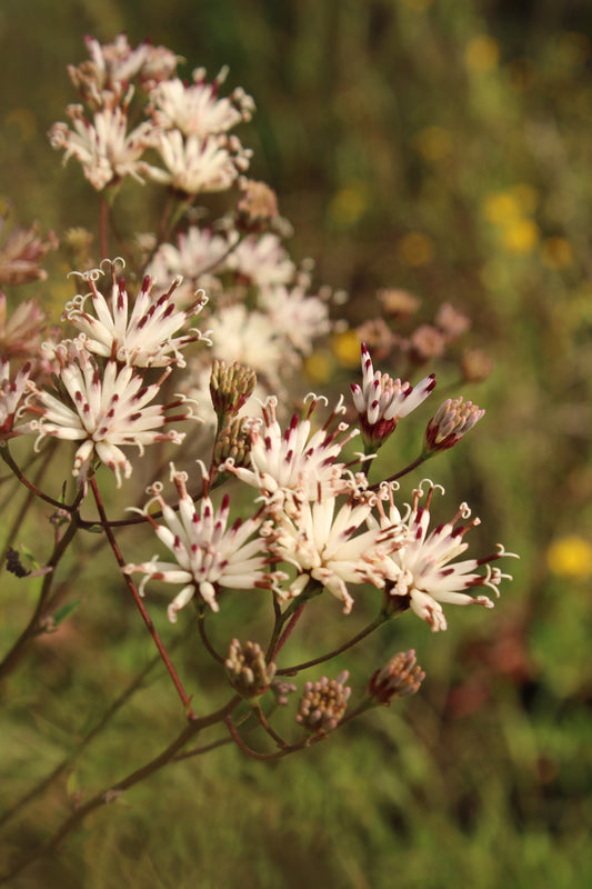 Palafoxia feayi - Feay’s palafox