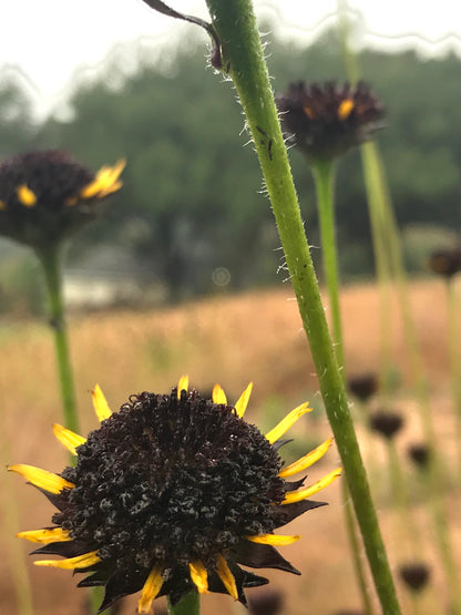 Helianthus radula - Rayless sunflower