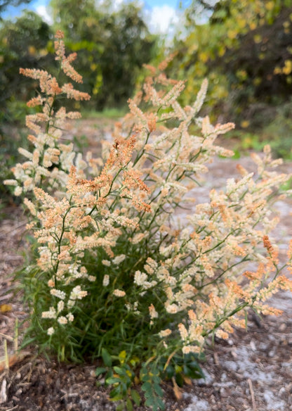 Polygonum nesomii - Sandhill wire-weed