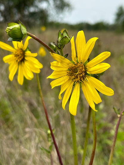 Silphium asteriscus - Stary rosinweed