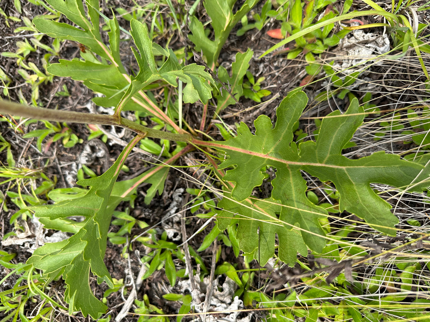 Silphium compositum - Kidney leaf rosinweed