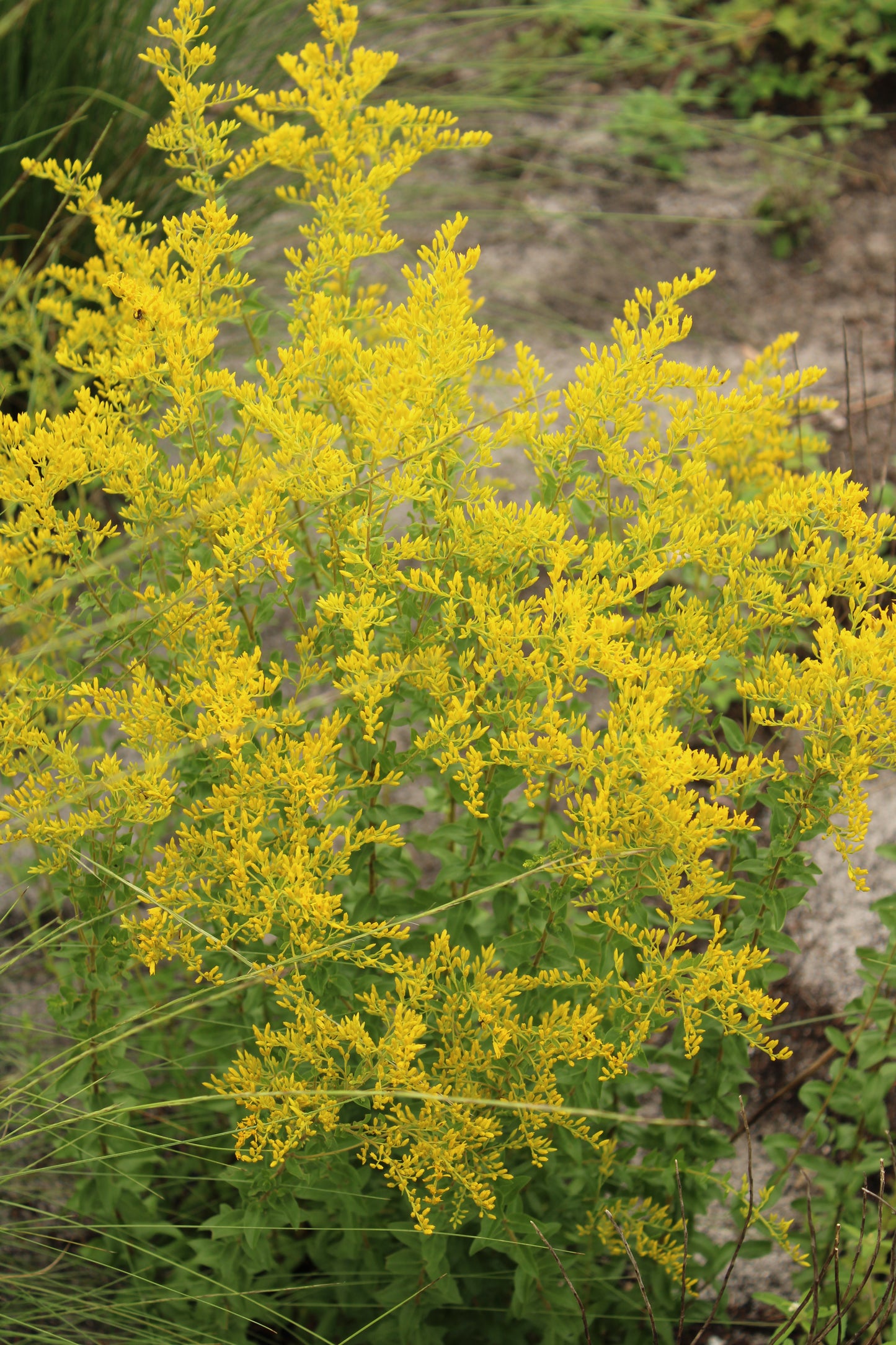 Solidago odora var. chapmanii - Chapman’s goldenrod