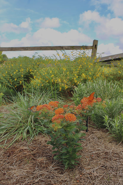 Asclepias tuberosa ssp. rolfsii - Rolfs' milkweed