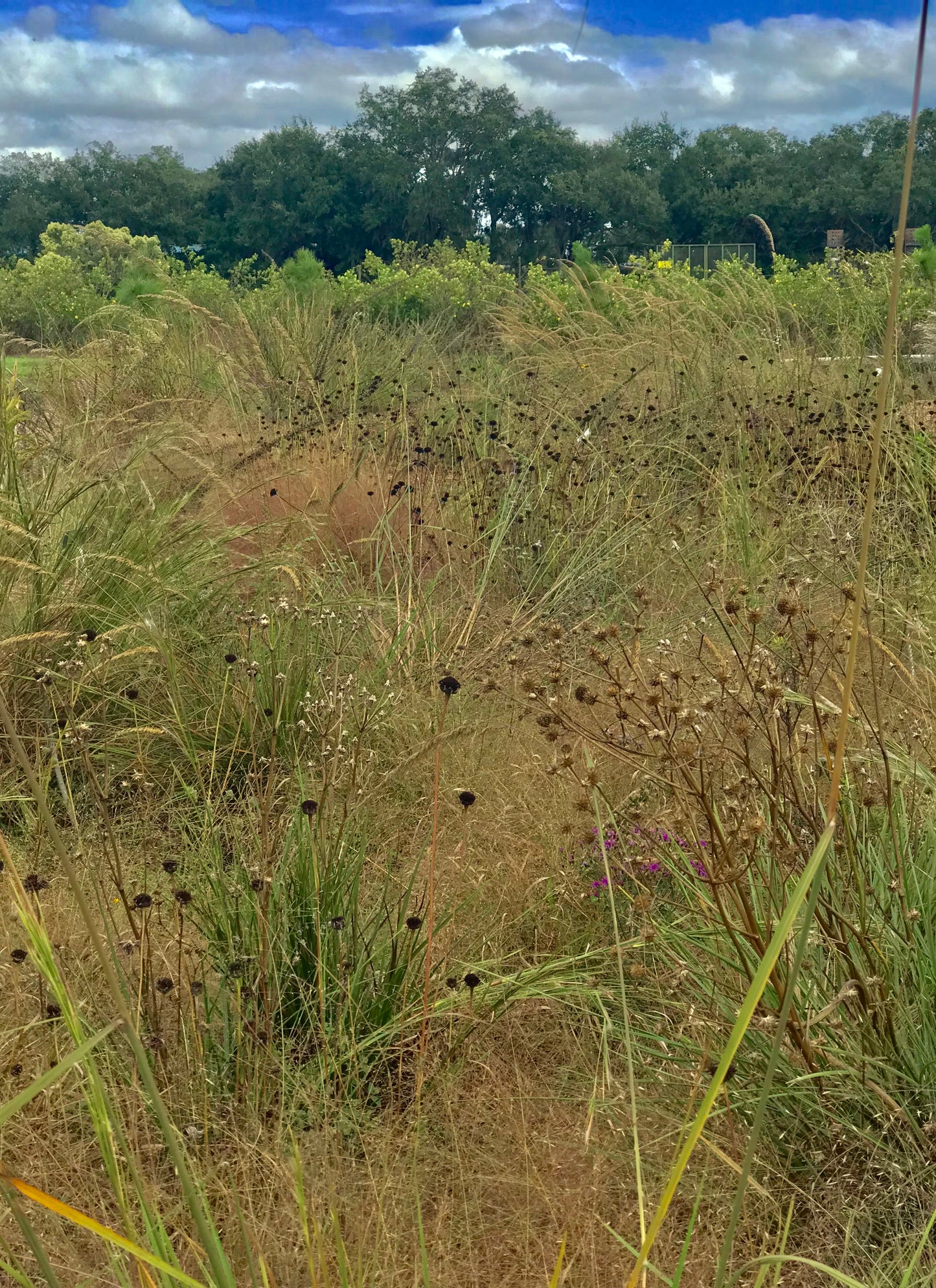 Sorghastrum secundum - Lopsided Indiangrass