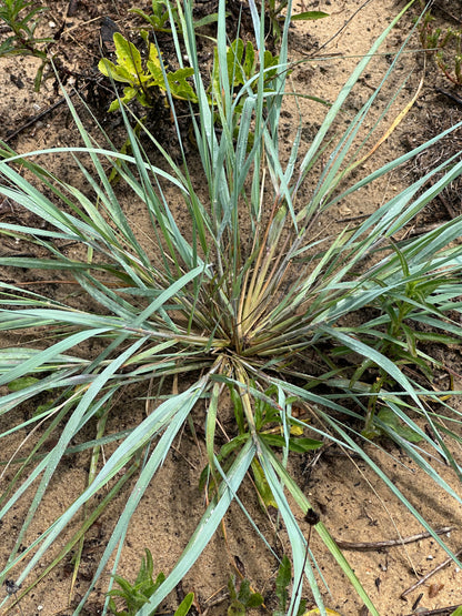 Eragrostis elliottii - Elliot's Lovegrass