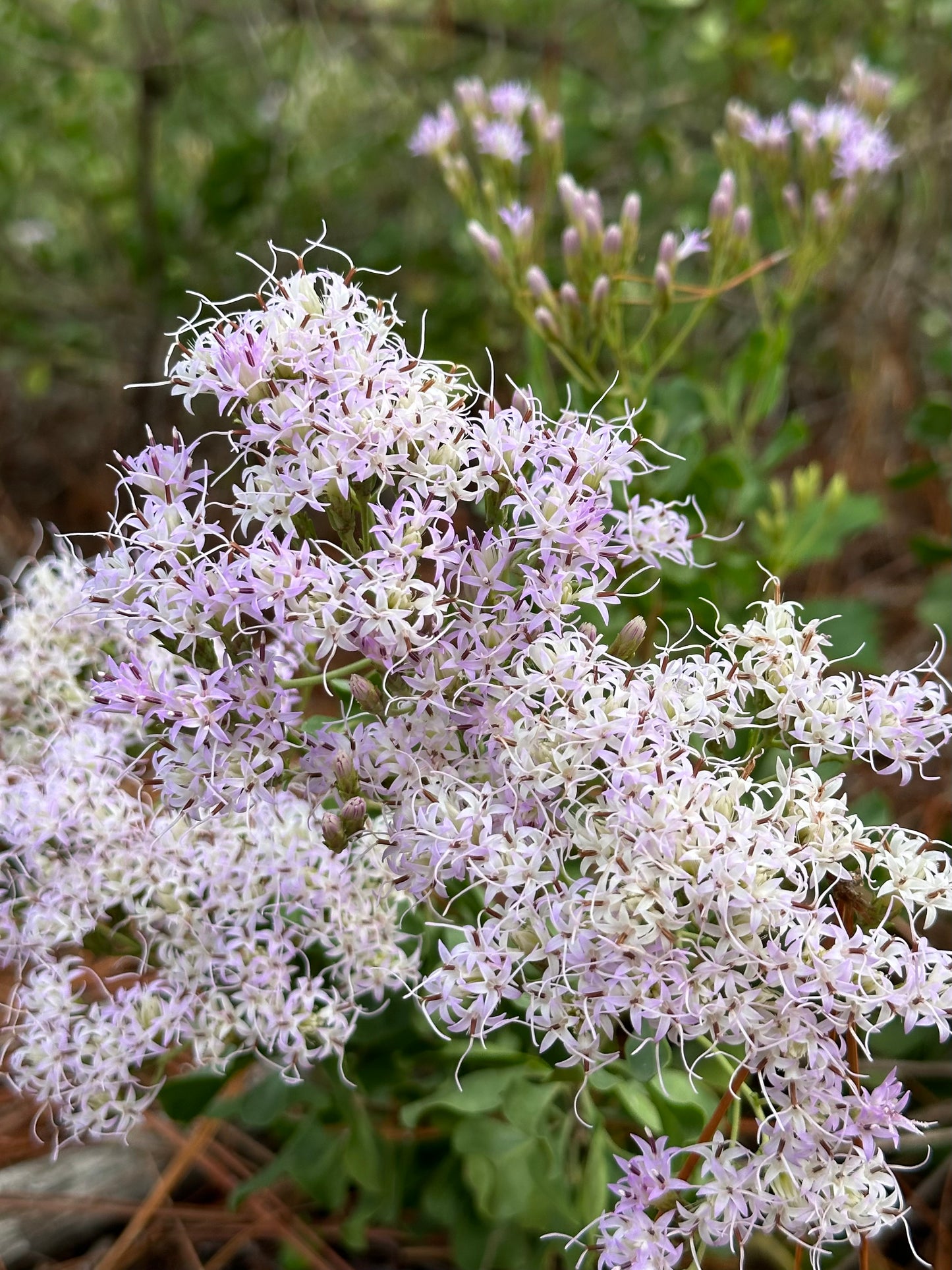 Garberia heterophylla - Garberia