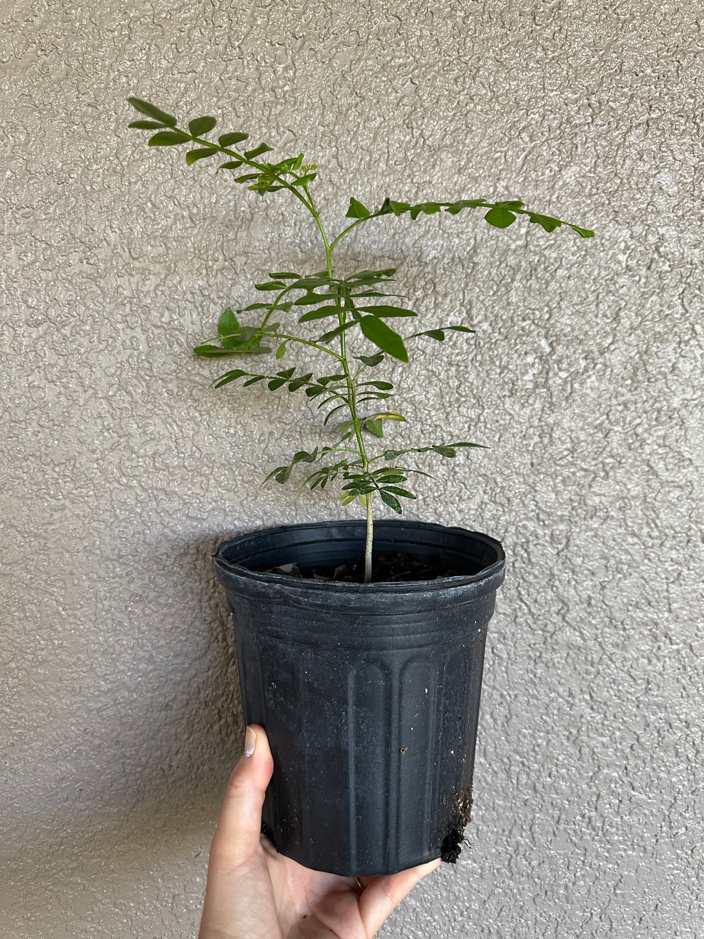 Zanthoxylum fagara - Wild lime