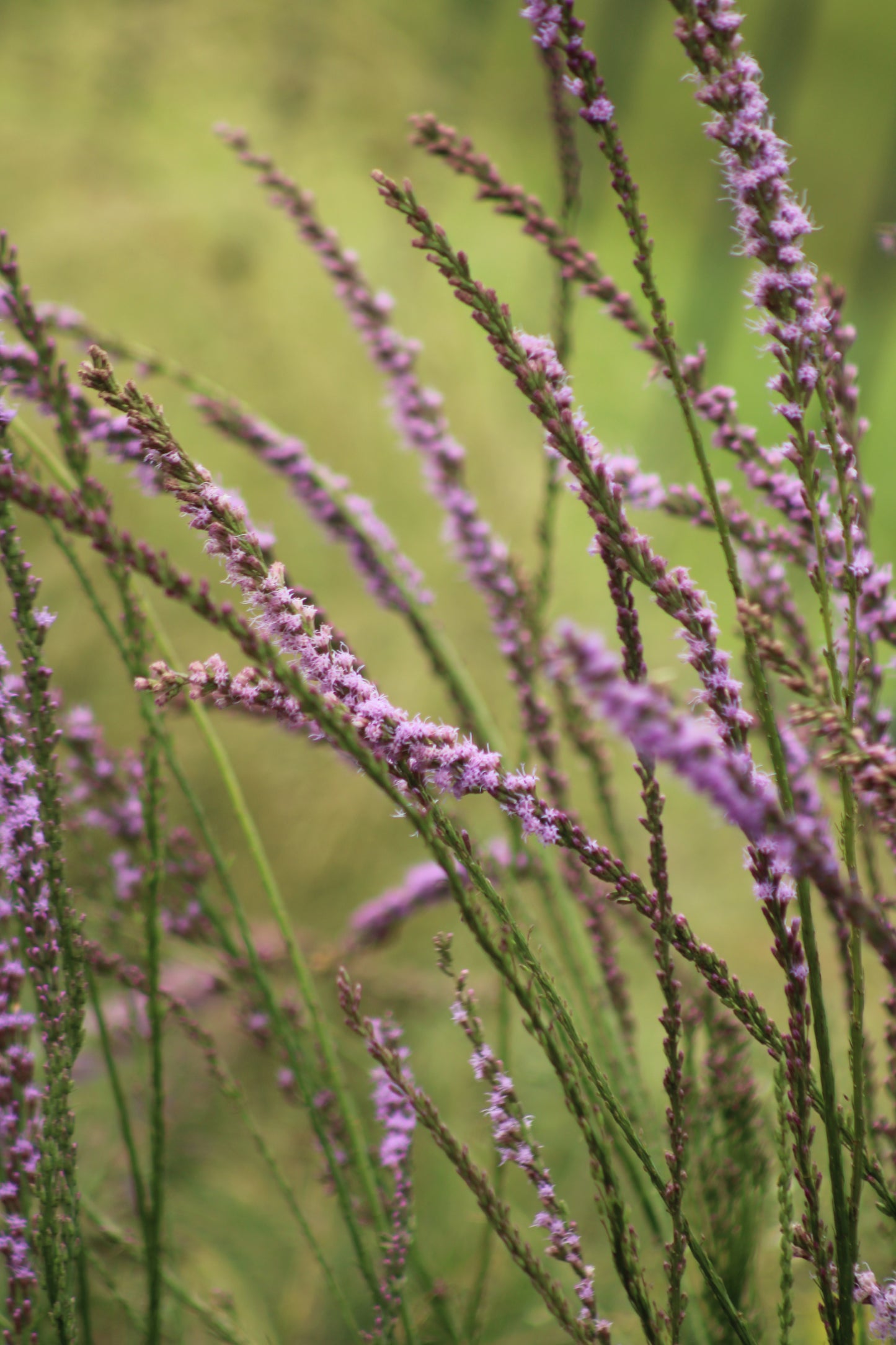 Liatris laevigata - Clusterleaf Blazing Star