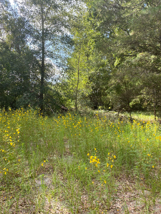 Chamaecrista fasciculata - Partridge pea