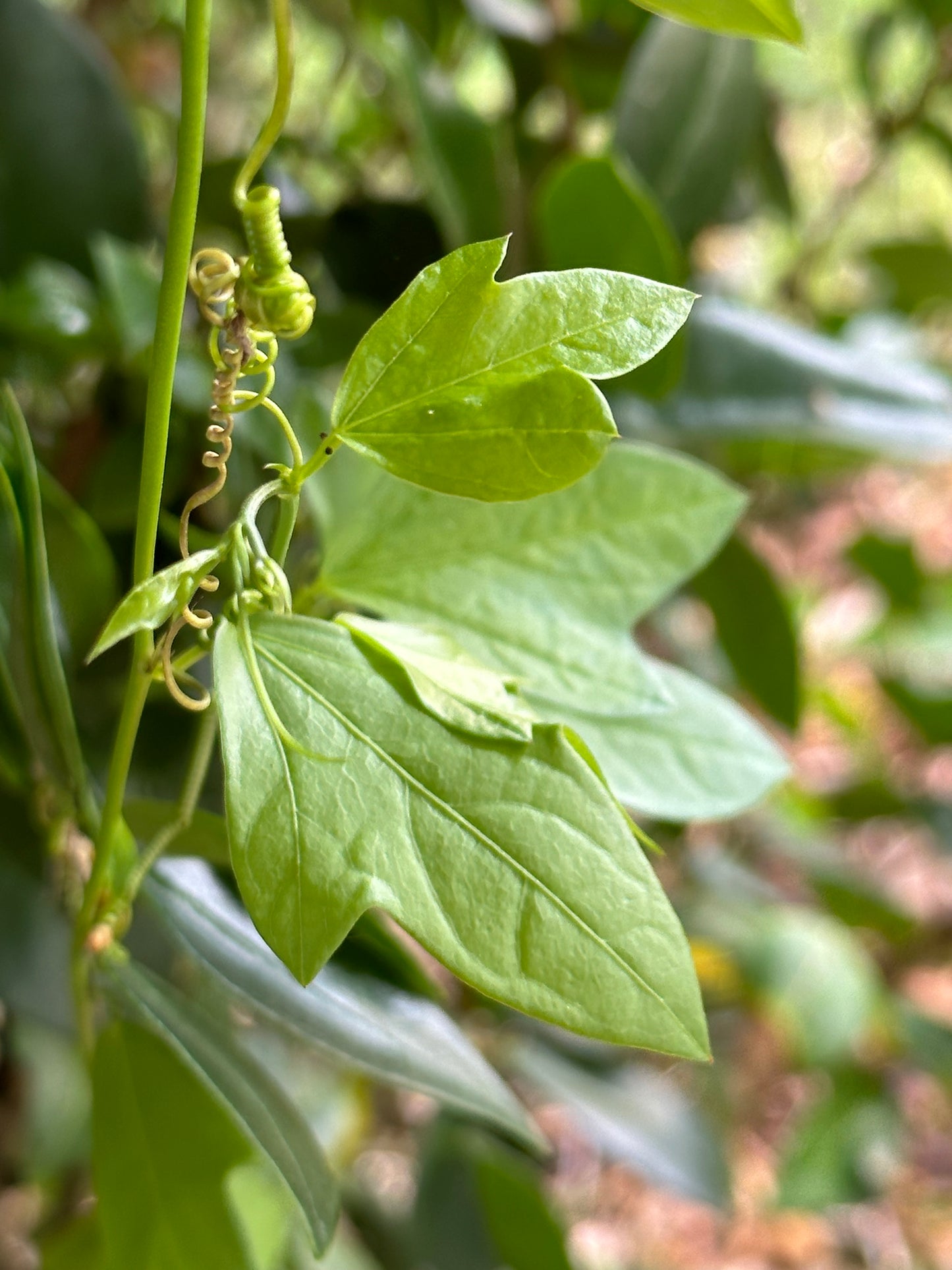 Passiflora suberosa - Corkystem passionflower