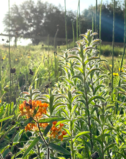 Chrysopsis mariana - Maryland goldenaster