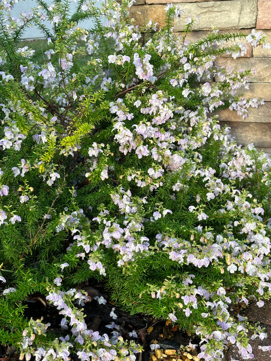 Conradina grandiflora - Large flower false rosemary