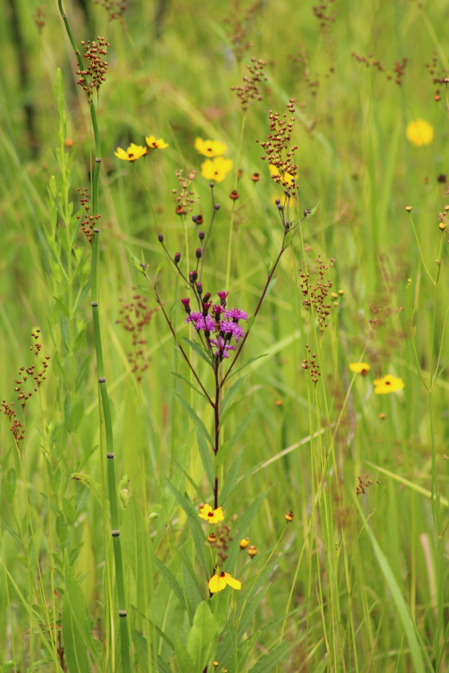 Vernonia angustifolia - Narrow leaf ironweed