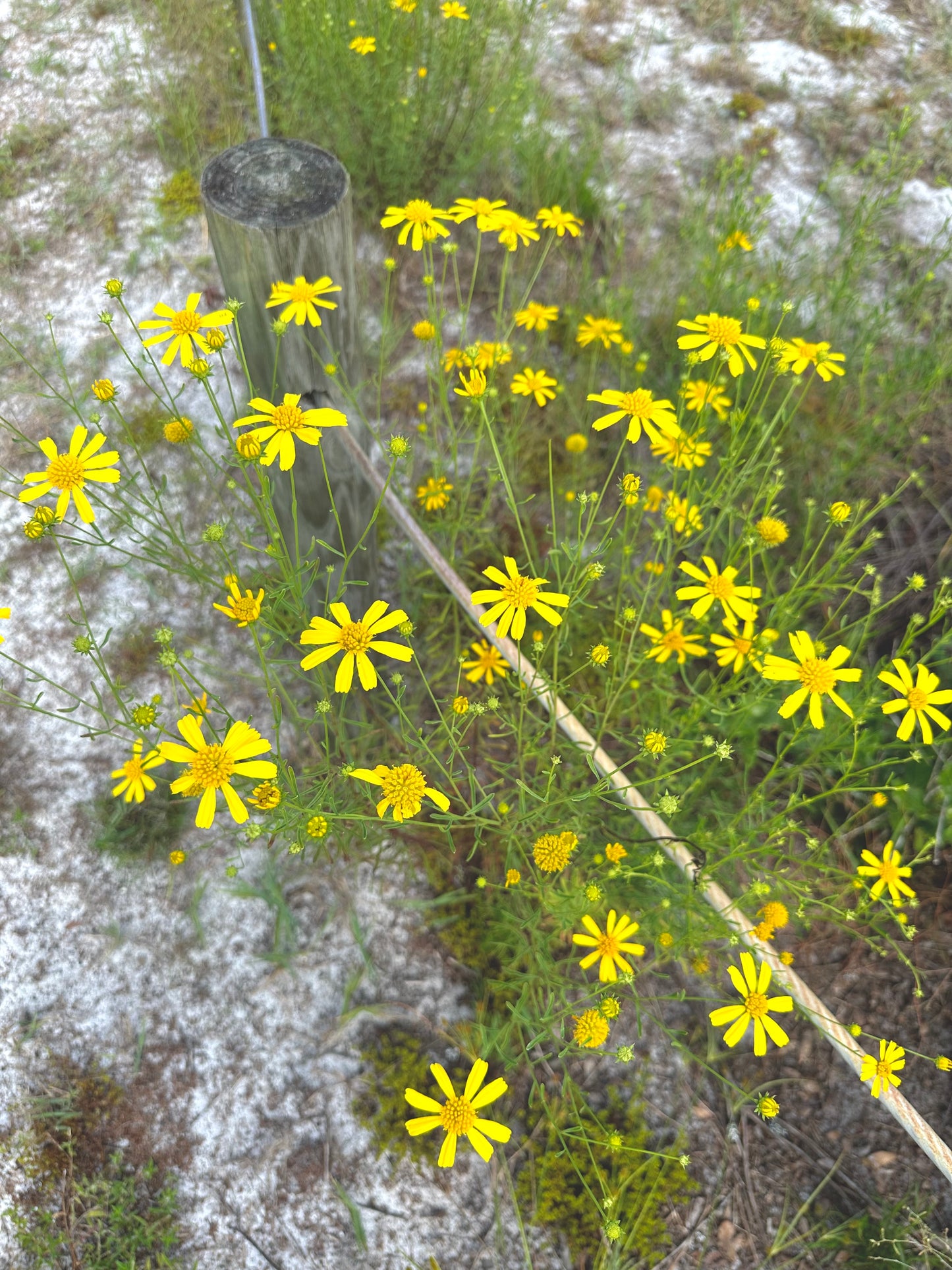 Balduina angustifolia - Coastal plain honeycomb head