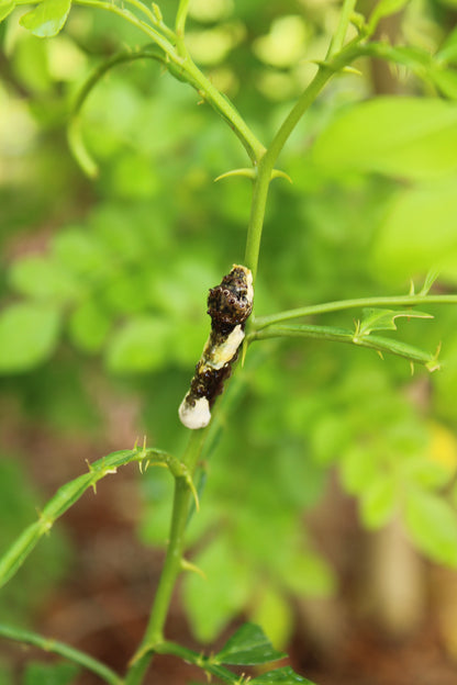 Zanthoxylum fagara - Wild lime