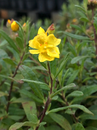 Crocanthemum corymbosum - Pinebarren frostweed