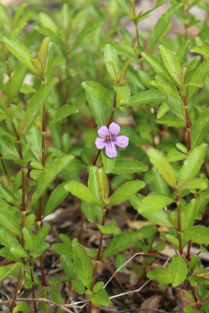 Dyschoriste oblongifolia - Twinflower