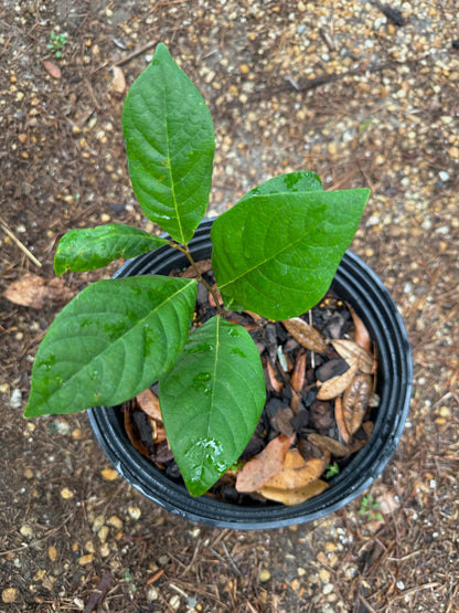 Asimina parviflora - Smallflower pawpaw