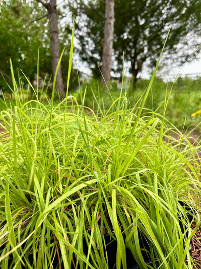 Ctenium aromaticum - Toothache grass